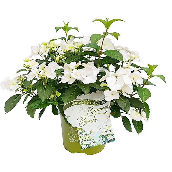 Girlanden-Hortensie Runaway Bride Weiß Höhe ca. 20 - 30 cm Topf ca. 3,5 l günstig online kaufen