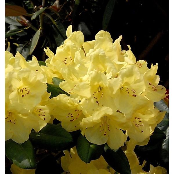 Großblumige Rhododendron Goldinetta 40-50cm - Alpenrose günstig online kaufen