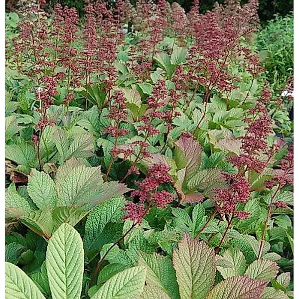 Rodgersie Henrici - Rodgersia henrici günstig online kaufen