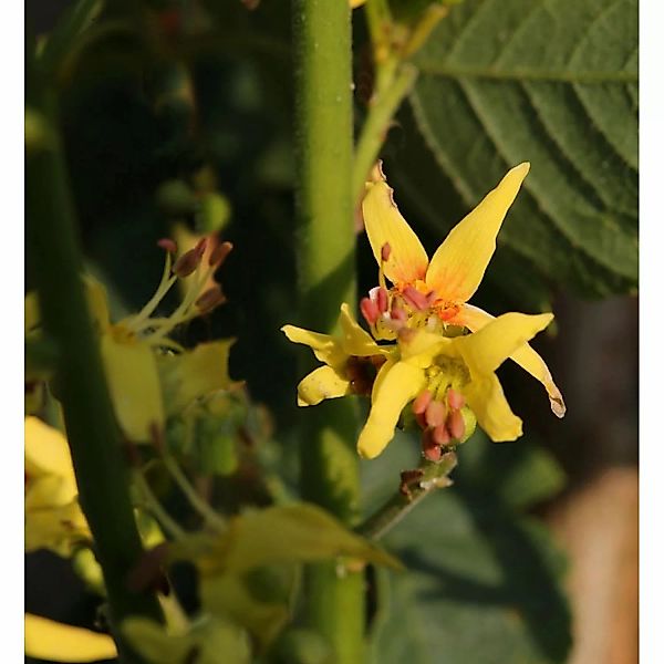 Goldblasenbaum Fastigiata 125-150cm - Koelreuteria paniculata günstig online kaufen