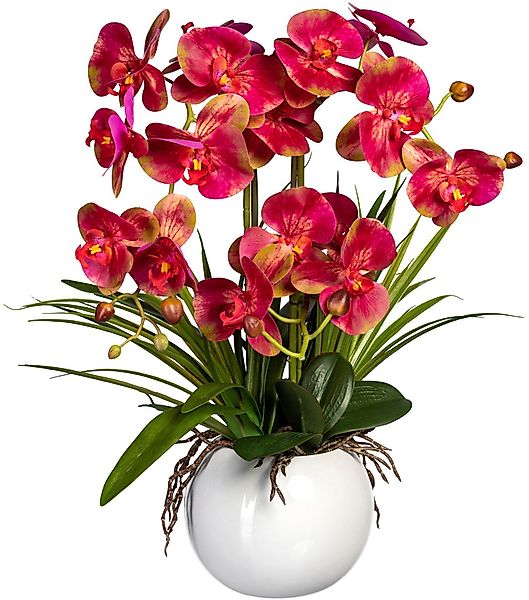 Kunstorchidee Phalaenopsis Orchidee Phalaenopsis, Creativ green, günstig online kaufen