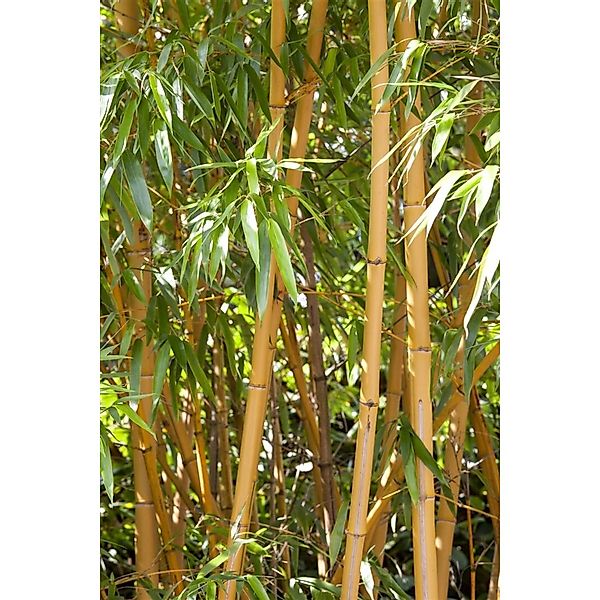 Phyllostachys Vivax Aureocaulis Bambus Gelb 100-150 cm günstig online kaufen