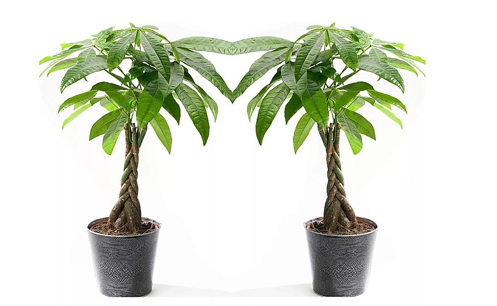 Perfect Plant | Set mit 2 Pachira Geldbäumen günstig online kaufen