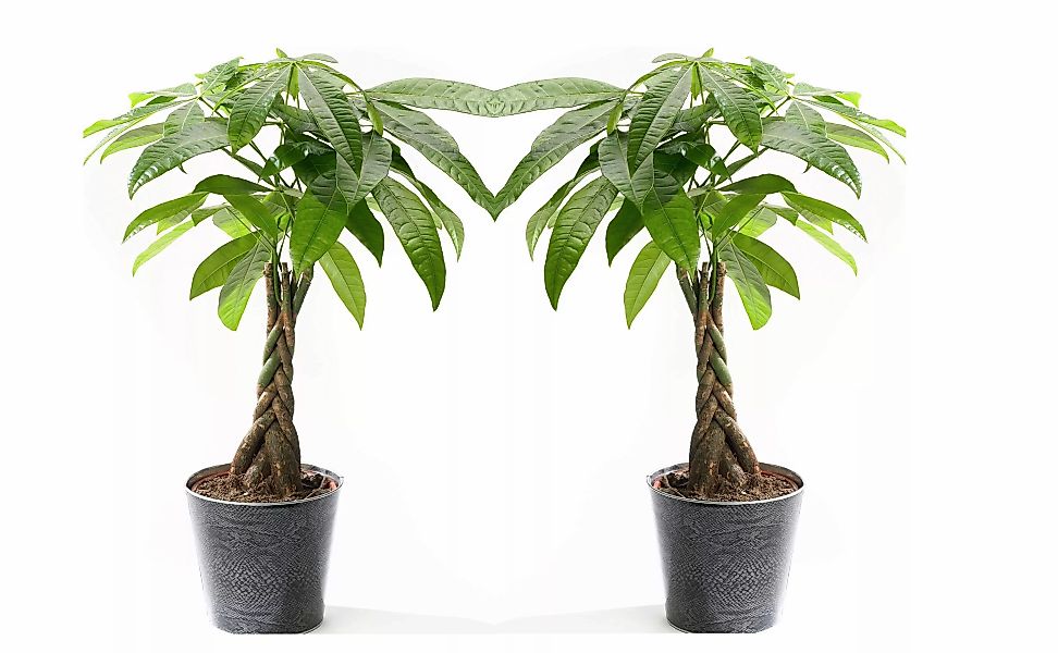 Perfect Plant | Set mit 2 Pachira Geldbäumen günstig online kaufen