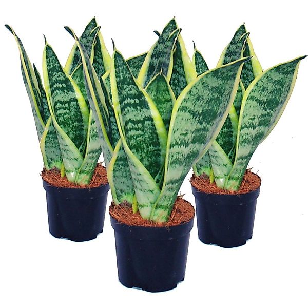 Exotenherz Zimmerpflanze 3er Set Sansevieria trifasciata - gelb-grüner Boge günstig online kaufen