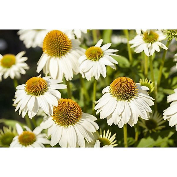 Echinacea Purpurea Powwow White Roter Sonnenhut 2-3 Liter Container günstig online kaufen