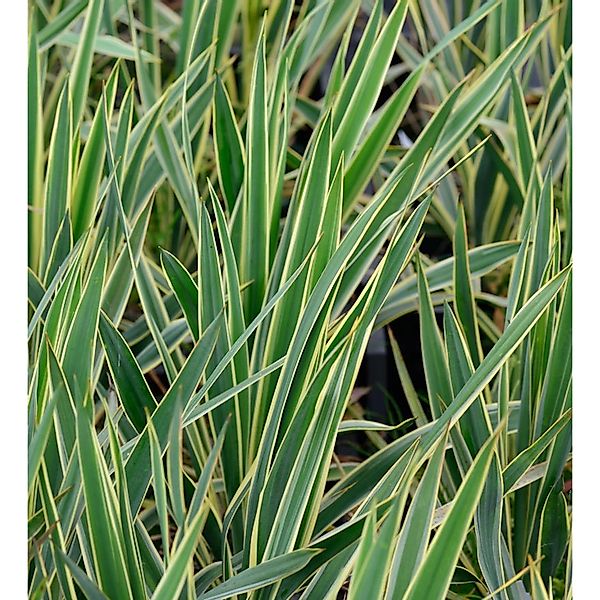 Palmlilie Bright Edge - großer Topf - Yucca filamentosa günstig online kaufen