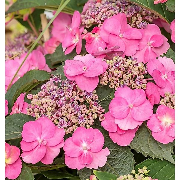 Berghortensie Pink Petticoat 40-60cm - Hydrangea serrata günstig online kaufen