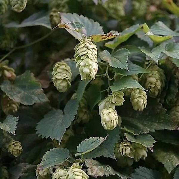 Hopfen Hersbrucker 40-60cm - Humulus,upulus günstig online kaufen