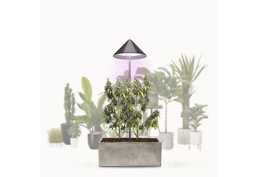 PARUS Pflanzenlampe CANNA, Leuchtmittel für Pflanzen, Teleskopstab 1,7m, Pa günstig online kaufen