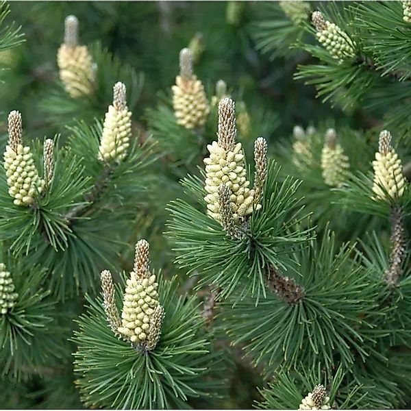 Hakenkiefer Ildico 50-60cm - Pinus uncinata günstig online kaufen