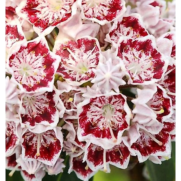 Großer Berglorbeer Carousel 30-40cm - Kalmia latifolia günstig online kaufen