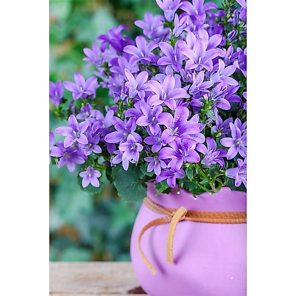 Campanula Poscharskyana Blauranke Polsterglockenblume Blau Ca. 9x9 cm Topf günstig online kaufen