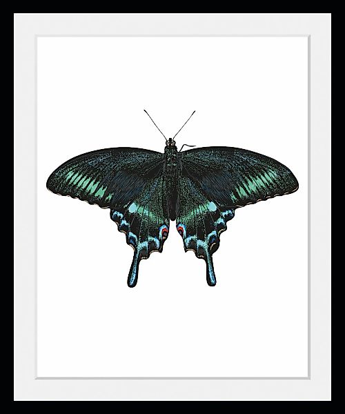 queence Bild »Lana«, Schmetterlinge-Kunst-Insekten, (1 St.), HD Premium Pos günstig online kaufen