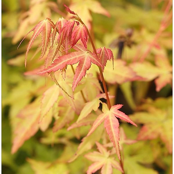 Fächerahorn Bii-Hoo 80-100cm - Acer palmatum günstig online kaufen