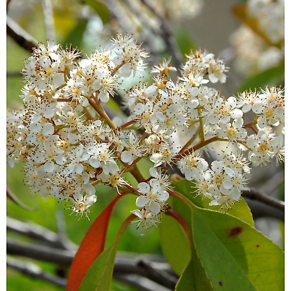 Hochstamm Glanzmispel Carre Rouge 80-100cm - Photinia fraseri günstig online kaufen