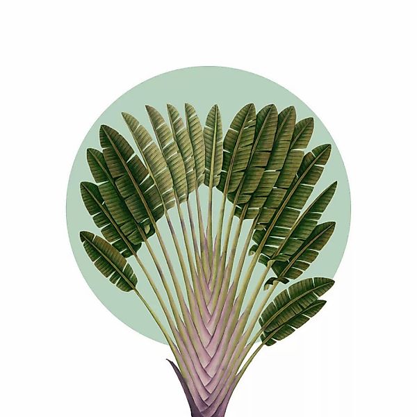 Komar Poster Botanical Garden Pinnate Palm Palmenblätter B/L: ca. 40x50 cm günstig online kaufen