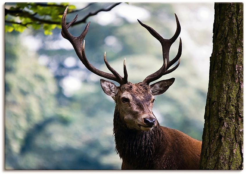Artland Wandbild "Hirsch" Wildtiere 1 Stk. tlg. als Alubild, Outdoorbild, L günstig online kaufen