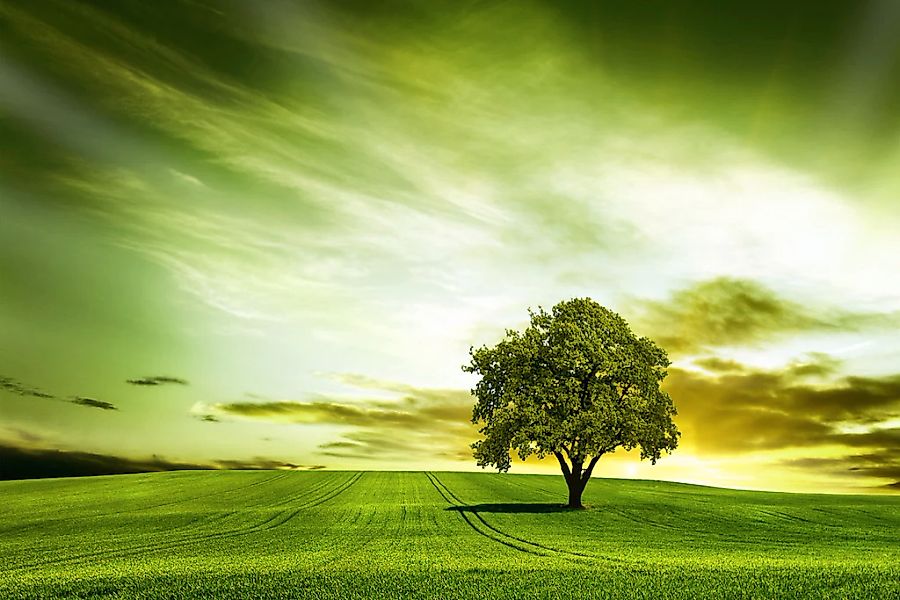 Papermoon Fototapete "Baum in Feld" günstig online kaufen