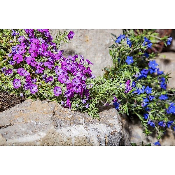 Phlox Subulata Ronsdorfer Schöne Teppichphlox Rosa Ca. 9x9 cm Topf günstig online kaufen
