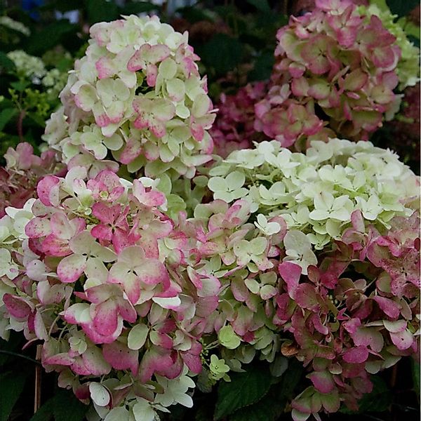 Rispenhortensie Graffiti 60-80cm - Hydrangea paniculata günstig online kaufen