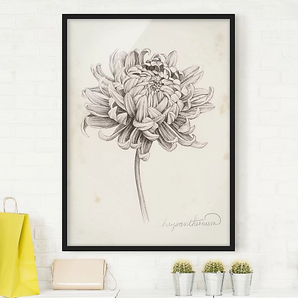 Bild mit Rahmen Blumen - Hochformat Botanische Studie Chrysantheme I günstig online kaufen
