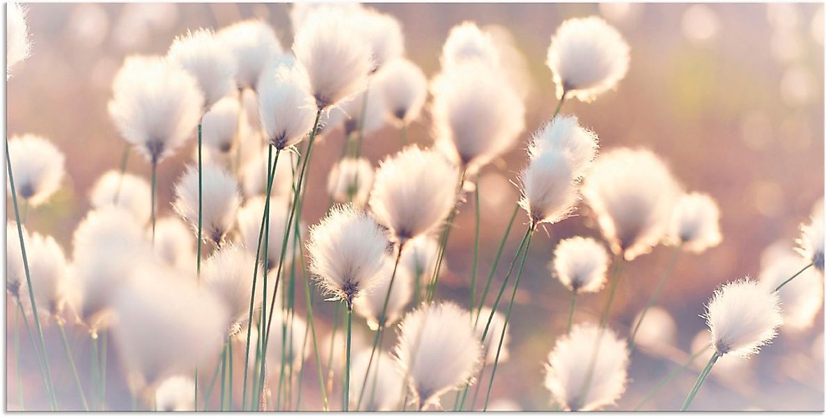 Artland "Wollgraszauber im Moor" Gräser 1 Stk. tlg. als Alubild, Leinwandbi günstig online kaufen