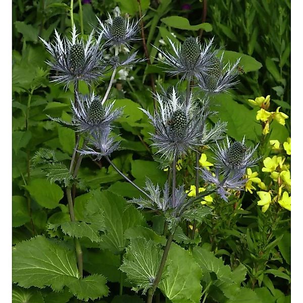 Alpen Mannstreu - Eryngium alpinum günstig online kaufen