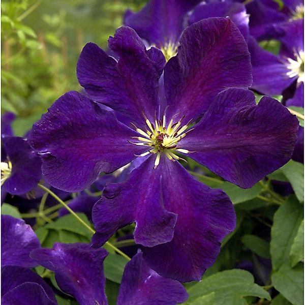 Robuste Waldrebe Romantica 60-80cm - Clematis viticella günstig online kaufen