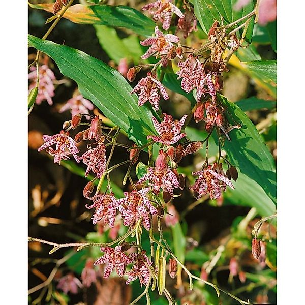 Tricyrtis Hirta Miyazaki Gartenkröte Ca. 9x9 cm Topf günstig online kaufen