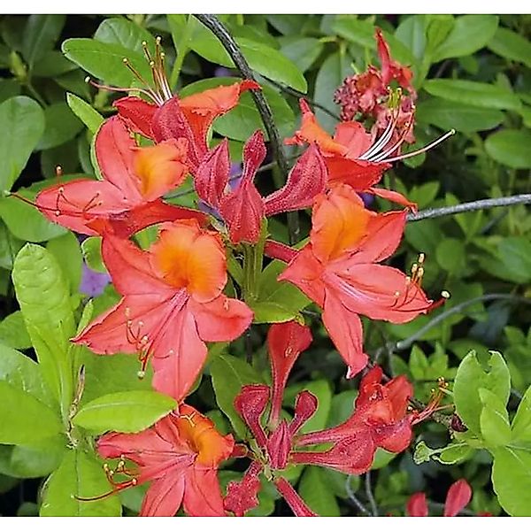 Azalee Tunis 50-60cm - Rhododendron,uteum - Alpenrose günstig online kaufen