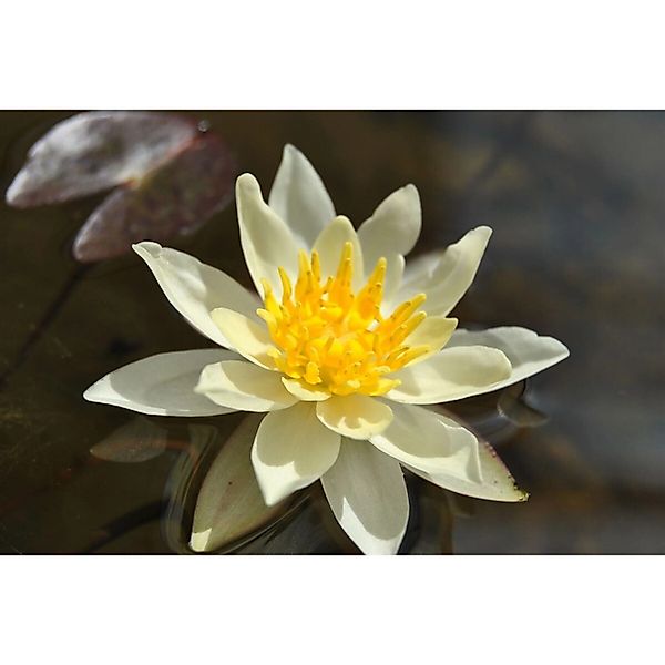 Nymphaea X Cult.'Marliacea Chromatella' Gelbe Seerose Ca. 11x11 cm Topf günstig online kaufen