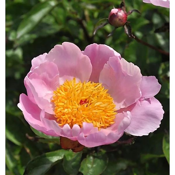 Edelpfingstrose Holbein - Paeonia,actiflora günstig online kaufen