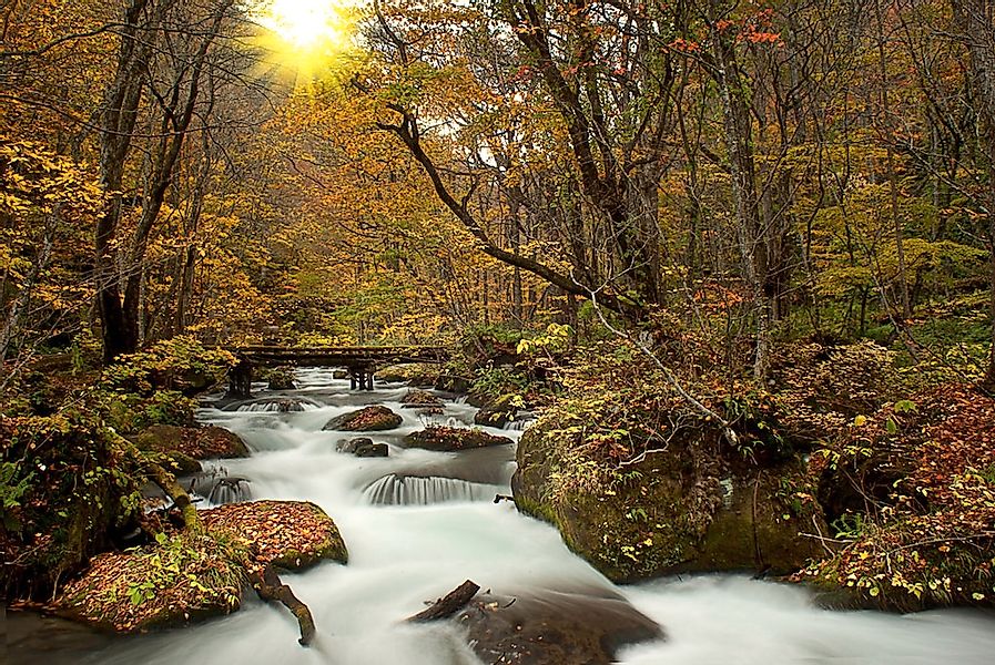 Papermoon Fototapete "WALD-NATUR BÄUME WASSERFALL DSCHUNGEL HERBSTLANDSCHAF günstig online kaufen