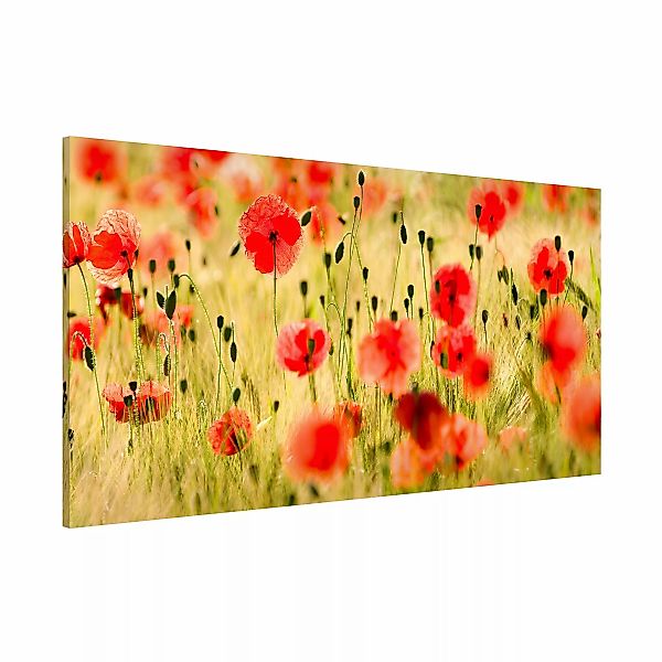 Magnettafel - Querformat 2:1 Summer Poppies günstig online kaufen