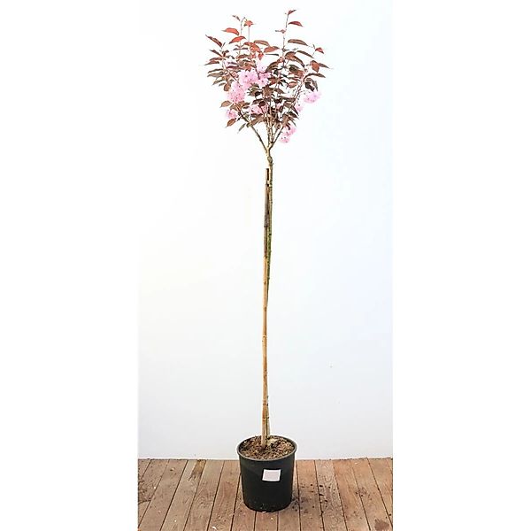 Prunus Serrulata Royal Burgundy Zierkirsche Dunkelrosa 150 cm Stammhöhe günstig online kaufen