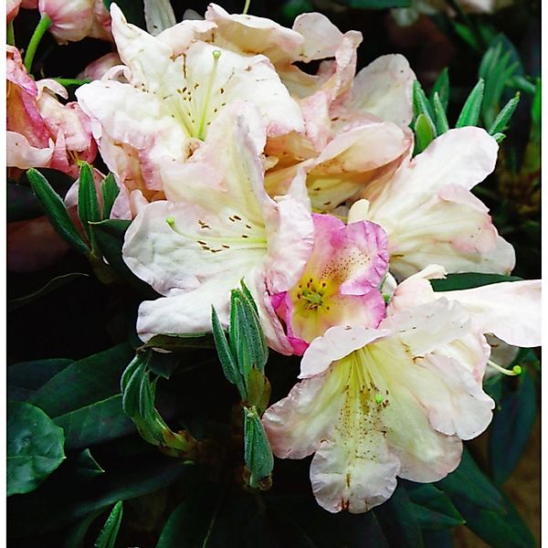 INKARHO - Großblumige Rhododendron Malvine 40-50cm - Alpenrose günstig online kaufen