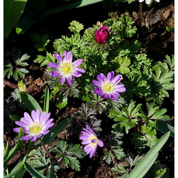 Balkanwindröschen Pink Star - Anemone blanda günstig online kaufen