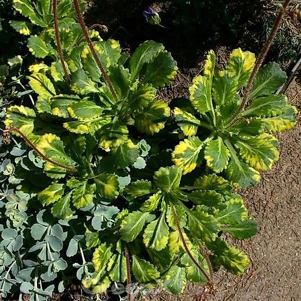 Porzellanblümchen Variegata - Saxifraga urbium Variegata günstig online kaufen