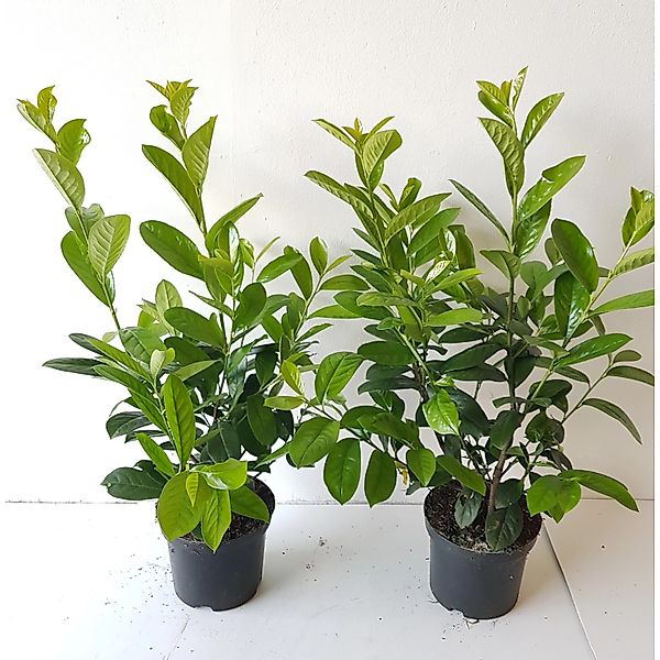Pflanzen-Boering 10 Prunus Novita Höhe 60-80 cm Kirschlorbeer-Pflanzen günstig online kaufen