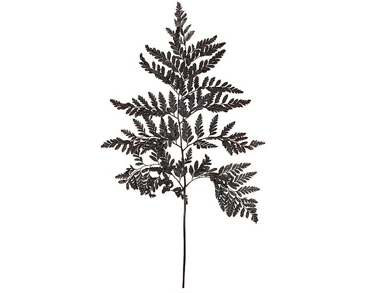 Trockenblume Schwarze Echte Farnwedel 45cm 10 St - Dekoration Eleganz, 10 S günstig online kaufen