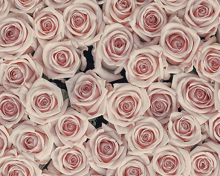 Fototapete "Antique Roses" 4,00x2,67 m / Glattvlies Perlmutt günstig online kaufen