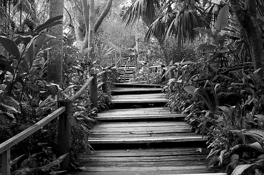 Papermoon Fototapete "Waldweg Schwarz & Weiß" günstig online kaufen