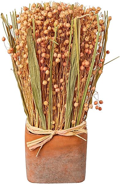 Trockenblume Trockenblumen imTopf, Creativ home, Höhe günstig online kaufen