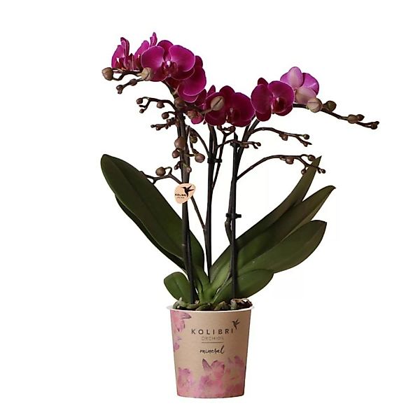 Kolibri Orchids Lila Phalaenopsis Orchidee Morelia Topfgröße 9cm günstig online kaufen