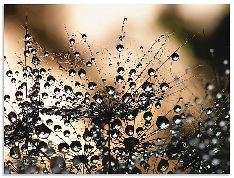 Artland Wandbild "Nasser Löwenzahn" Blumen 1 Stk. tlg. als Alubild, Leinwan günstig online kaufen