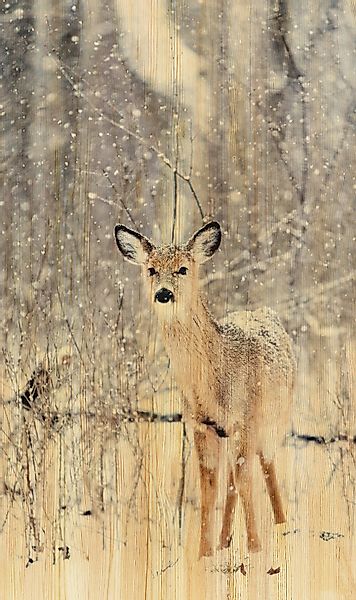 Wandkraft | Wanddekoration Hirsch günstig online kaufen