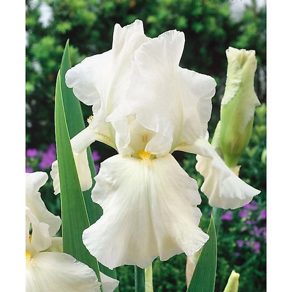 Iris X Barb.-Elat.'Bianca' Schwertlilie Ca. 11x11 cm Topf günstig online kaufen