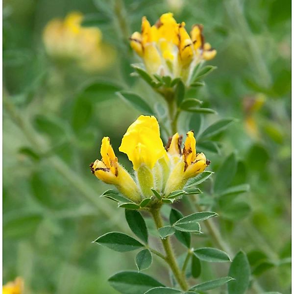 Alpen Ginster 20-30cm - Cytisus falcatus günstig online kaufen