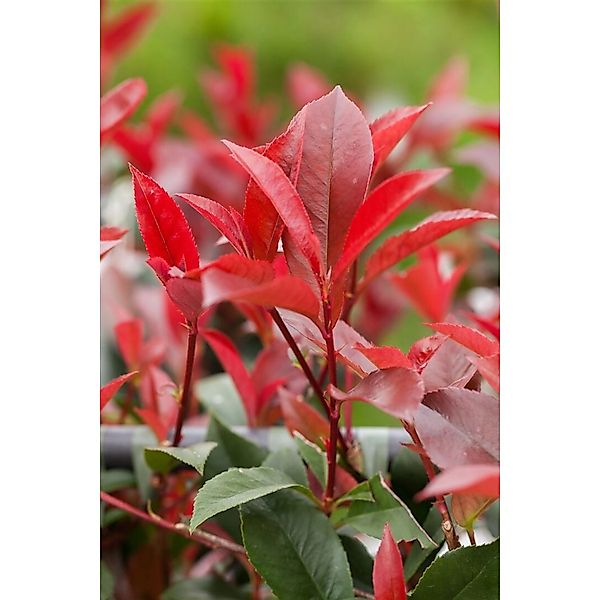 Photinia Fraseri Devils Dream® Glanzmispel Rot 125–150 cm günstig online kaufen